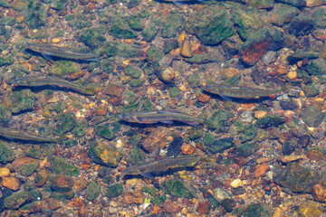 清らかな川で泳ぐ小魚のオイカワ