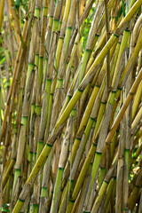 Pfahlrohr, Riesenschilf, Spanisches Rohr // Gant cane, elephant grass (Arundo donax) - Peloponnes, Griechenland