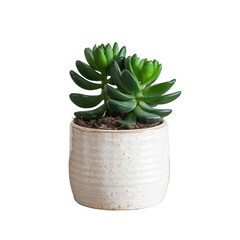 cactus in a pot