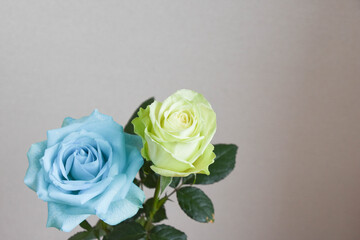 水色と緑のばら