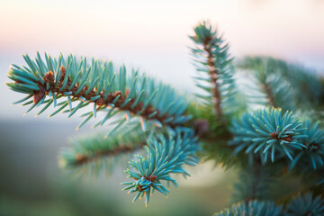 The branch of spruce