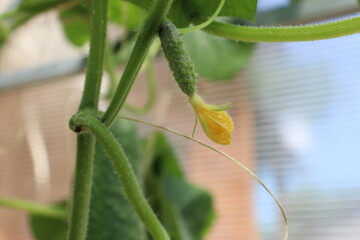 Cucumber with ovary, fruit formation. Vegetable garden, vegetable crop.