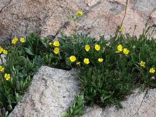 Alpine Avens Wildflowers Blooming in Rocky Soil along Mitchell Lake Trail, Indian Peaks Wilderness, Colorado