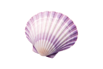 Purple fan-shaped scallop shell with radiating ridges, isolated on a transparent background