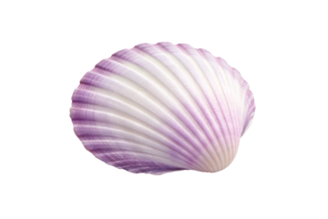 Purple clam shell with parallel ridged lines, isolated on a transparent background