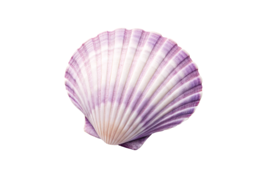 Purple fan-shaped scallop shell with radiating ridges, isolated on a transparent background