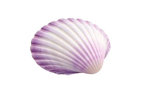 Purple clam shell with parallel ridged lines, isolated on a transparent background