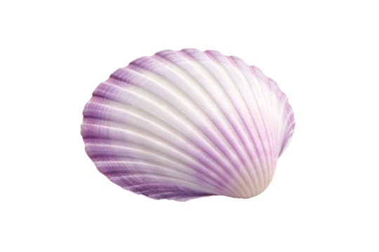 Purple clam shell with parallel ridged lines, isolated on a transparent background