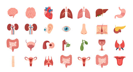 A detailed set of human internal organ icons for medical and scientific use. Anatomical collection including brain, heart, lungs, and kidneys.