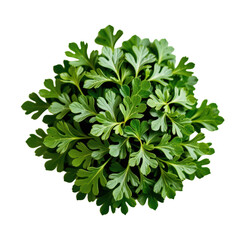 Fototapeta premium Fresh vibrant green parsley herb plant with detailed leaves isolated on white background perfect for cooking gardening and healthy eating concepts