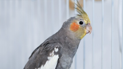 Closeup of cockatiel parrot posing at home as a cute and friendly pet bird