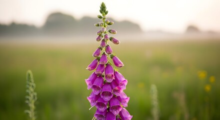 Vibrant Purple Foxglove Flower in Misty Green Meadow