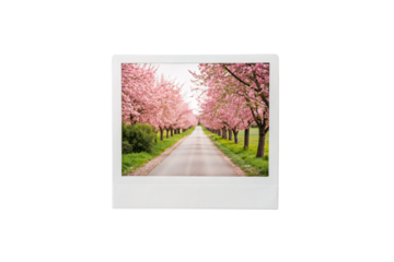 Pink cherry blossom avenue with blooming trees creating floral corridor along peaceful rural road, isolated on a transparent background
