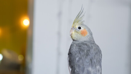 Tame pet cockatiel sitting on human hand indoors with gentle natural light