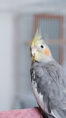 Colorful cockatiel parrot in cage as a cheerful and calm exotic home pet