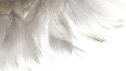 Obraz premium White delicate feathers with intricate curves showcase natural beauty and detailed textures,