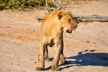 Magnificent lions in their natural habitat or sleeping on the tree
