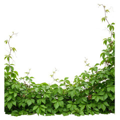 Fototapeta premium green leaves frame