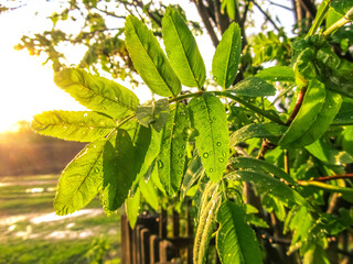 close up of green leaves
