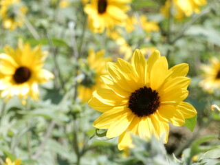 輝く太陽のような美しいひまわり