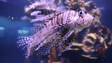 sea fish lionfish striped oceanarium Jerusalem