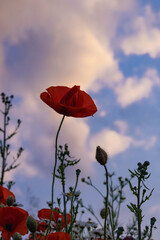Mohn vor Himmel