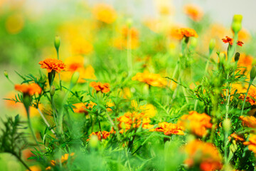 Lush and fragrant marigold flowers on a blurred picturesque background with bokeh effect.