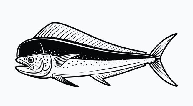 Black and white illustration of a mahi fish marine life