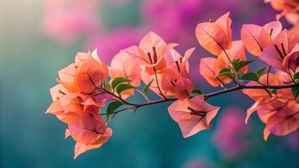 Delicate coral bougainvillea blooms grace a branch with a softly blurred pink and teal background