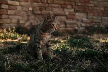 Obraz premium Sitting tabby cat on dry grass near an old brick wall, looking to the side in soft light.