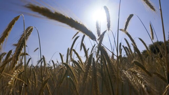Roggen mit hei&szlig;er Sonne im Gegenlicht - Motiv f&uuml;r Klima, Wetter und Folgen f&uuml;r die globale Nahrungsversorgung