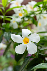 マンデビラ　サマードレスの花びら