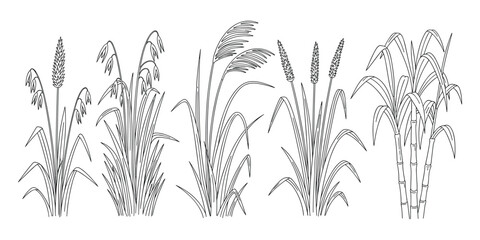 Botanical Sketch of Grain Crops: Oats, Common Reed, Pearl Millet and Sugar Cane Plants