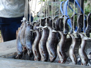 囲炉裏で焼くイワナの塩焼き