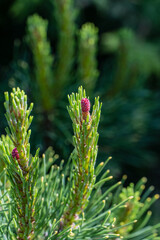 Close up of beautiful young miniature pink pine cones on long shoots Pinus densiflora Umbraculifera in spring garden. Nature concept for design. Selective focus