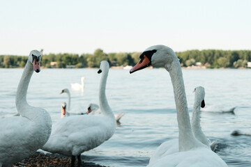 Close-up white swans near Danube river shore, with one swan looking directly into the camera. Belgrade, Zemun district.