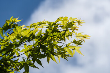 Vibrant scene of tree branch Field maple adorned with bright green leaves against backdrop of clear blue sky, creating lively contrast.  Nature concept for design