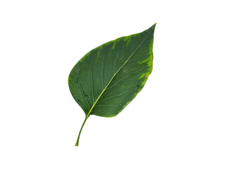 Obraz premium Green leaf isolated on transparent or white background, png