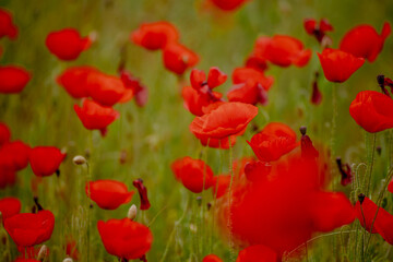 Obraz premium A vibrant field of red poppies in Kalmykia. The flowers bloom amidst lush green grass, creating a striking contrast in the landscape.