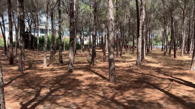 the pine forest of Sibari separates the town from the beach