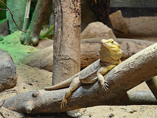 an yellow iguana on a tree branch under bright light