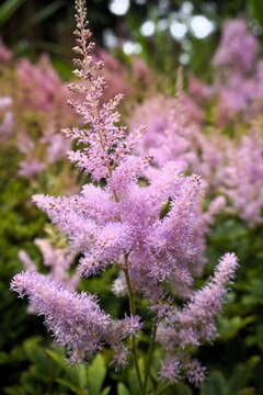 Vertical close up of an Astilbe chinensis, aka Chinese astilbe or false goat's beard, a plant from the saxifrage family that grows in shade gardens