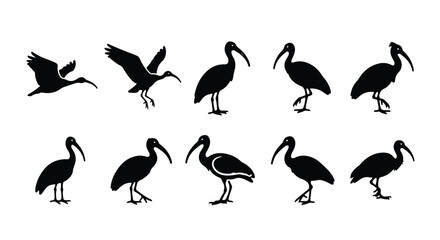 Vector silhouette illustration a silhouette of an ibis with a long, curved beak, isolated on white background