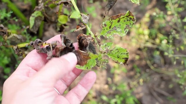 Woman hand showing damaged potato leaves. Phytophthora infestans
Late blight of potato. A dangerous disease is destroying the potato crop in summer.