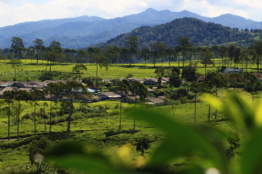 scenery tea plantation and farmer house in ciwidey west java indonesia 