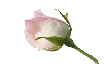 a single pink rose bud on a white background