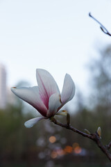 A Delicate Magnolia Blossom Featuring Soft White Petals and a Subtle Pink Center Against a Serene Background in Early Evening Light
