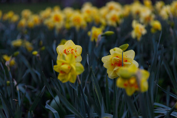Vibrant Display of Daffodils: A Captivating Floral Scene Featuring Bright Yellow Blooms Surrounded by Greenery in a Lush Garden Setting