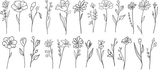 Hand drawn line art botanical floral elements. Vector illustration for label, invitation, frame, logo.