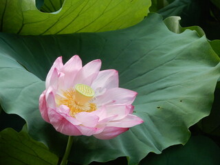 東京都台東区上野恩賜公園にある不忍池に咲くハス